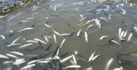 On binlerce balık oksijen yetersizliğinden TELEF OLDULAR