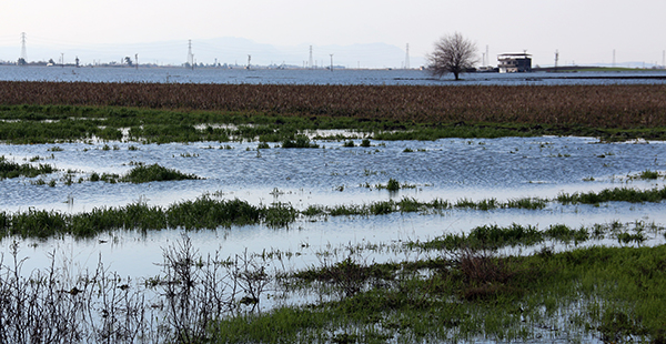 Hatay’daki yağışlar 78 bin dekar tarım alanına zarar verdi