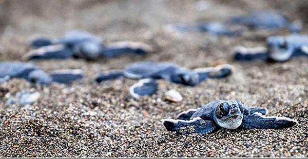 Yavru kaplumbağaların denize kavuşma savaşı