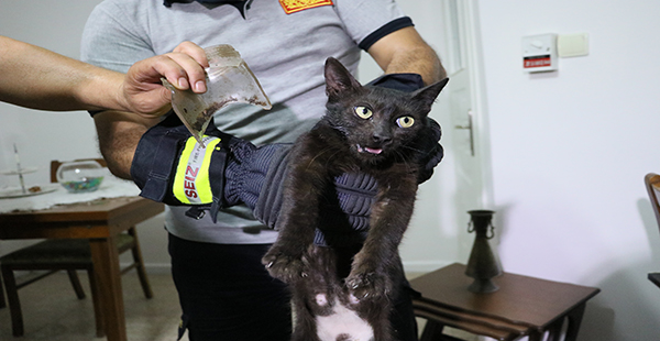 Hatay’da kurtarılmaya çalışılan “inatçı” kedi yakalandı