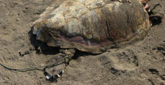 Sahilde öldürülmüş deniz kaplumbağası bulundu
