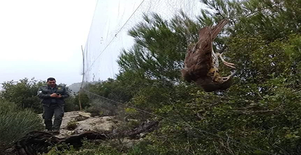 Hatay'da yasa dışı kurulan ağlara takılan kuşlar doğaya salındı