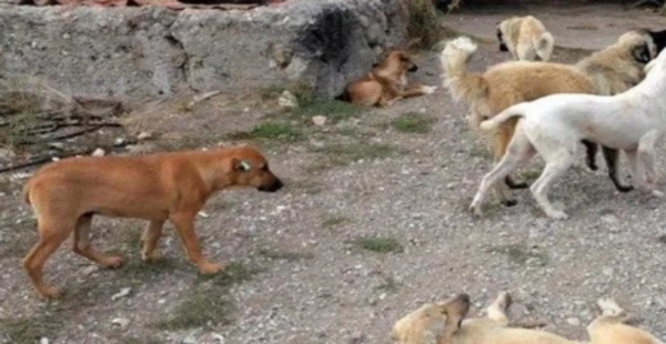 BAŞIBOŞ KÖPEK SORUNU ÇÖZÜLMELİ