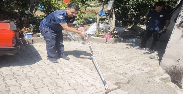 İSKENDERUN’DA MERDİVEN BOŞLUĞUNA GİREN YILANI İTFAİYE EKİBİ ÇIKARTTI