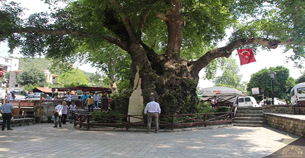 SAMANDAĞ’DAKİ ANIT AĞAÇ KORUNUYOR