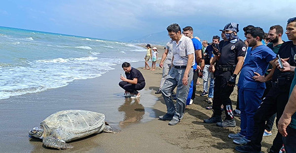 TEDAVİLERİ TAMAMLANAN 5 KAPLUMBAĞA DENİZE BIRAKILDI