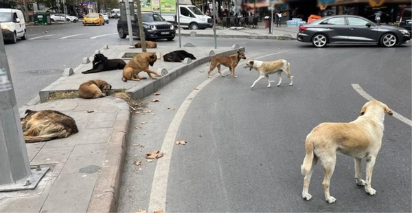 YENİ HAYVAN KORUMA KANUNU YAYIMLANDI