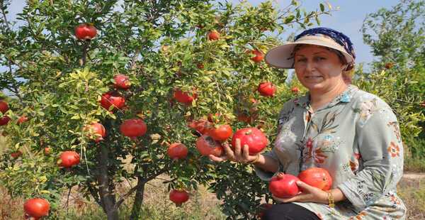 NAR ÜRETİCİSİNİN HASAT MESAİSİ BAŞLADI