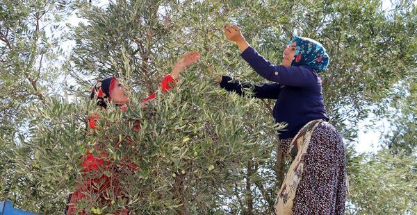 HALHALI ZEYTİN SEZONU BAŞLADI