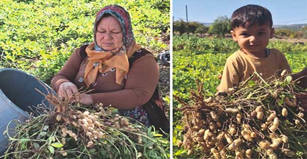 YER FISTIĞI HASADI BAŞLADI