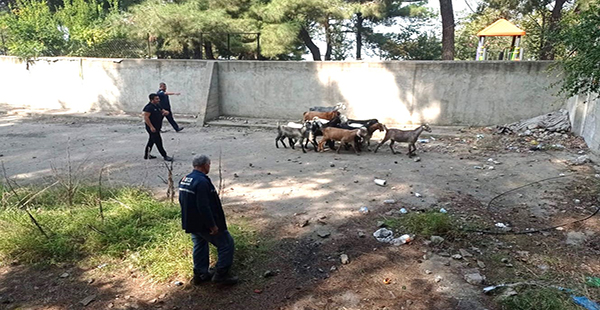 BOŞ HAVUZA ATLAYAN 14 KEÇİYİ İTFAİYE EKİBİ ÇIKARDI