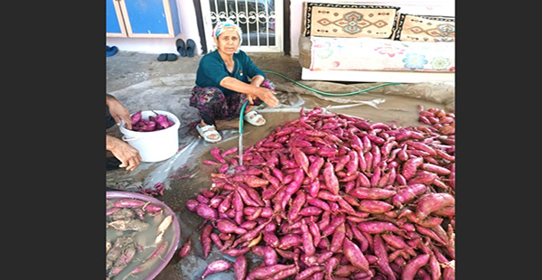 TATLI PATATESTE HASAT DÖNEMİ