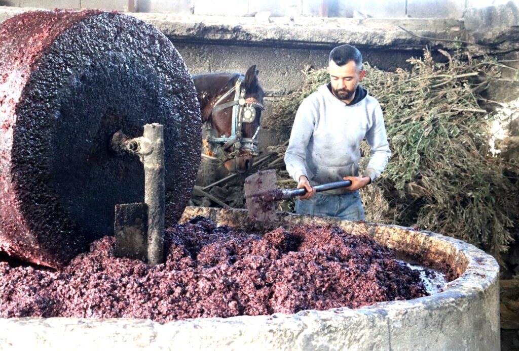 ALTINÖZÜ’NDE ASIRLIK GELENEK: SU ZEYTİ