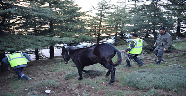 BAŞIBOŞ YARALI KATIR TEDAVİYE ALINDI