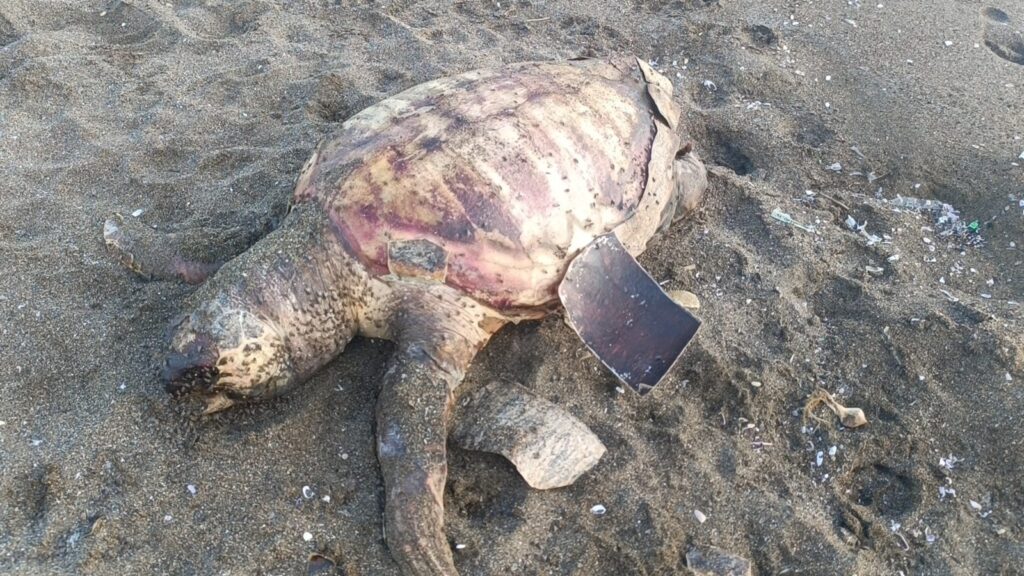 ÖLÜ CARETTA CARETTA SAHİLE VURDU