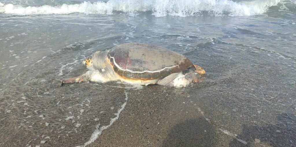ÖLÜ CARETTA CARETTA SAHİLE VURDU