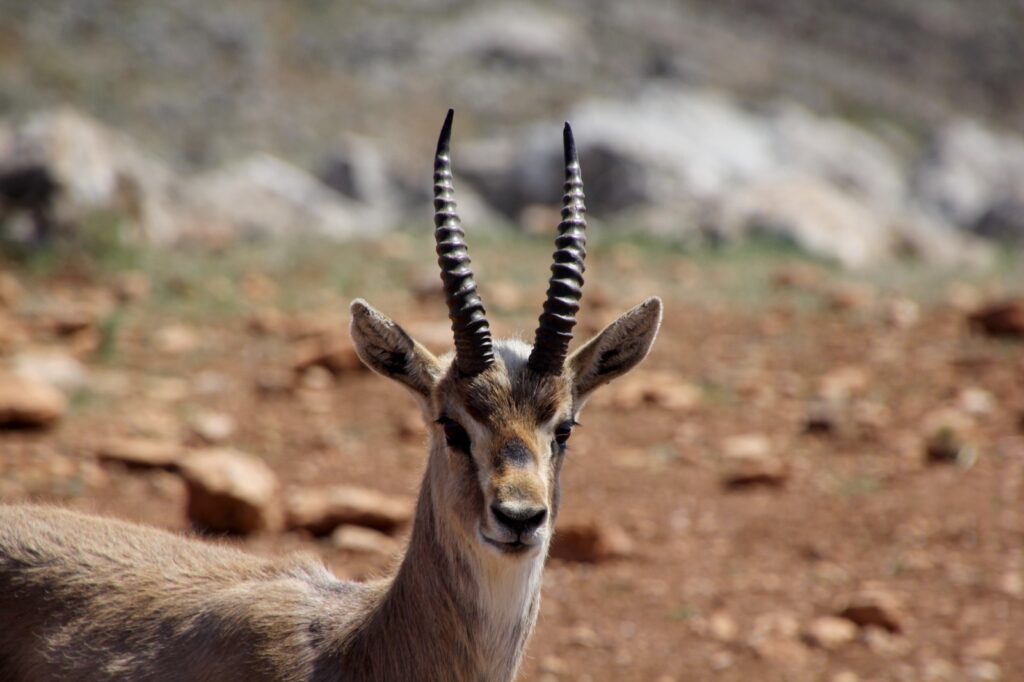 HATAY’DAKİ DAĞ CEYLANI MERKEZİ, “GAZELLA GAZELLA” TÜRÜNÜN NESLİNİ KORUYOR