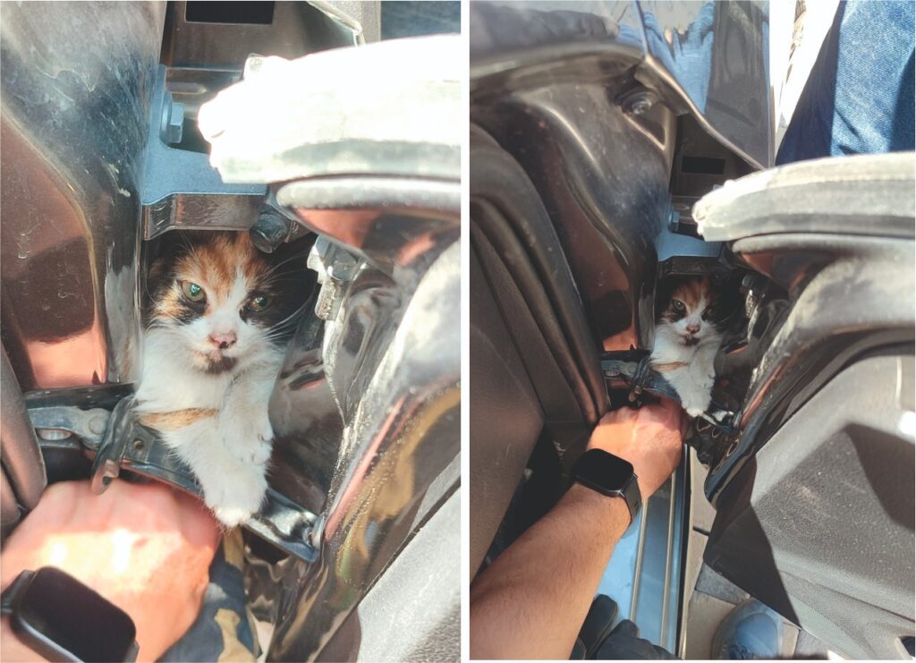 OTOMOBİLİN KAPISINA SIKIŞAN KEDİ YAVRUSU KURTARILDI