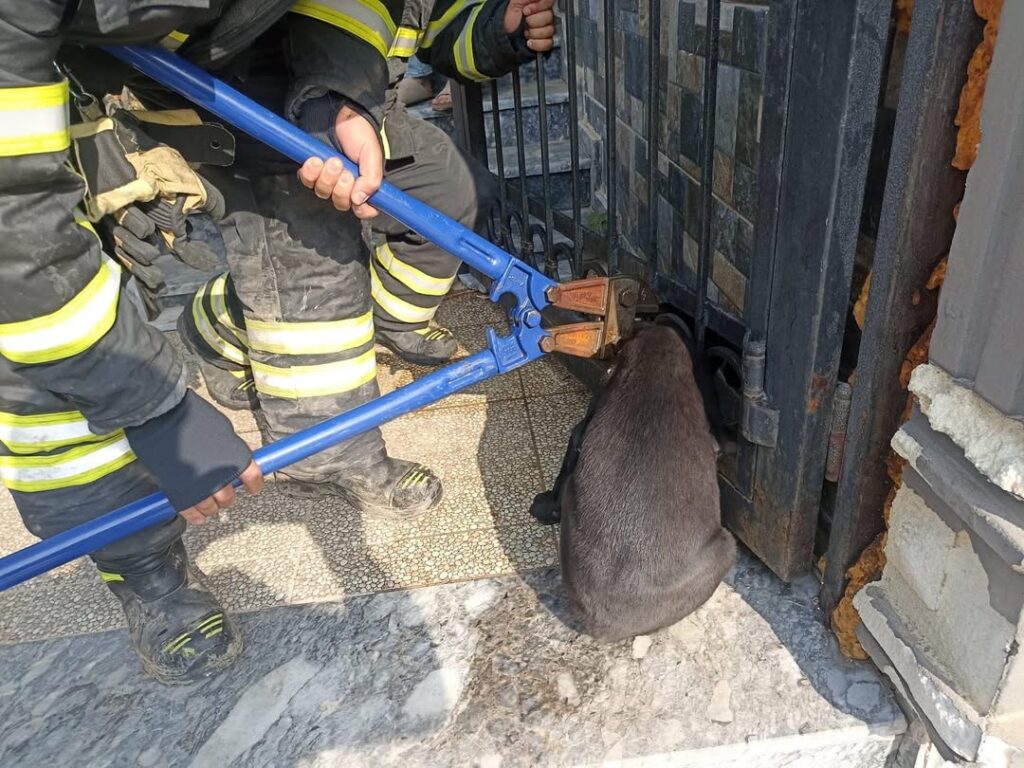 ARSUZ’DA BAHÇE KAPISINA SIKIŞAN KÖPEK KURTARILDI