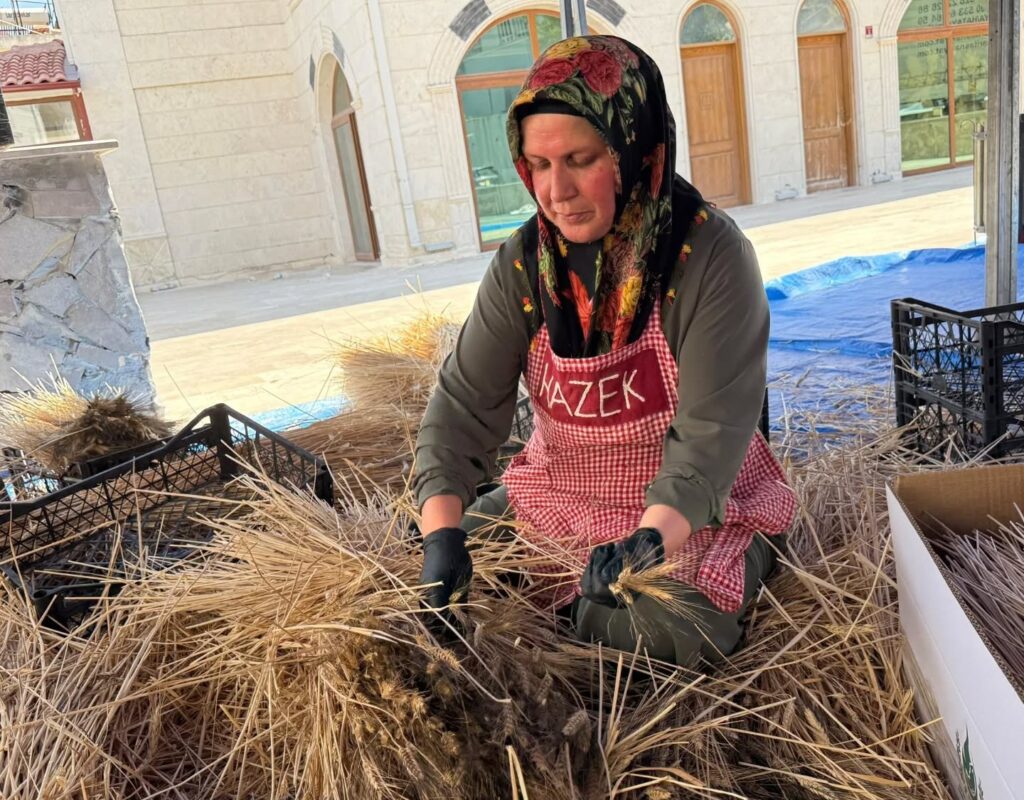 HAZEK’TE CİMEM MESAİSİ BAŞLADI
