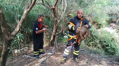 SAMANDAĞ’DA KUYUYA DÜŞEN ÇAKAL KURTARILDI