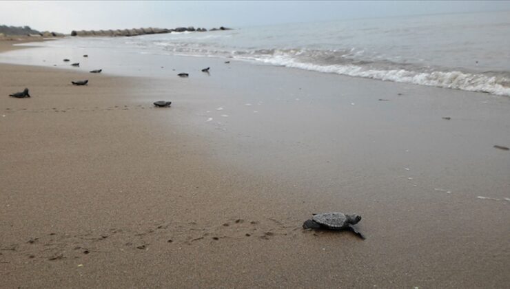 SAMANDAĞ SAHİLİ BU YIL SESSİZ: CARETTA CARETTA YUVALARI KORUMA ALTINA ALINMADI