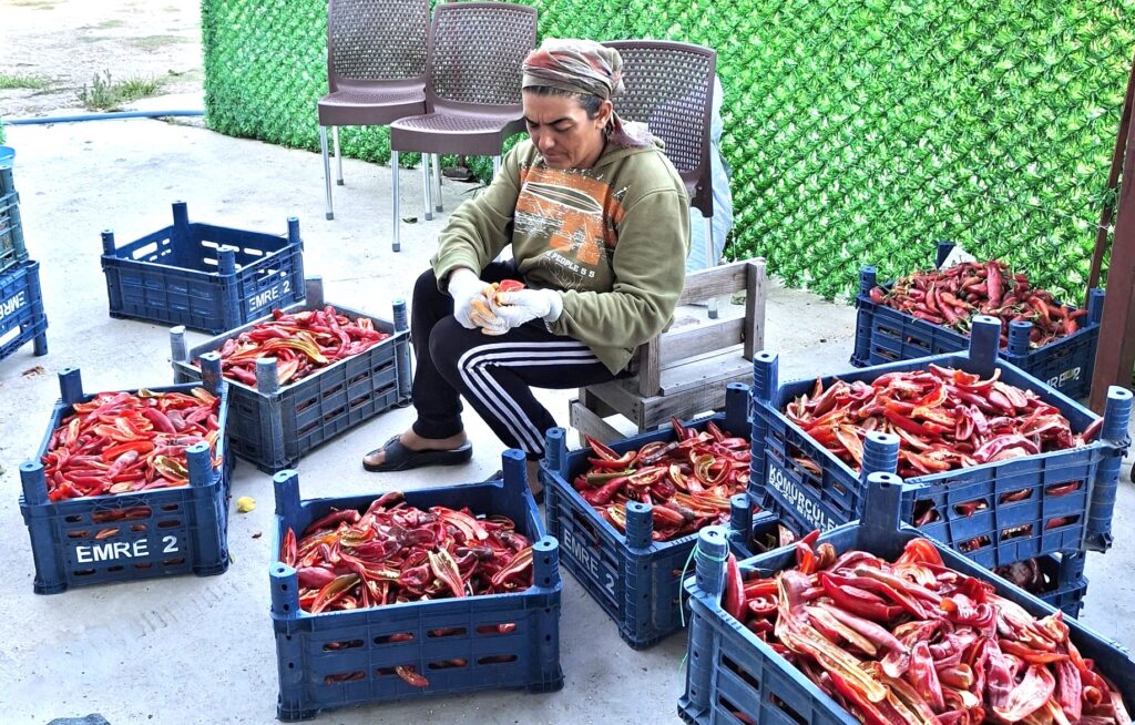 BİBER SALÇASI YAPIMI HIZ KESMEDEN DEVAM EDİYOR