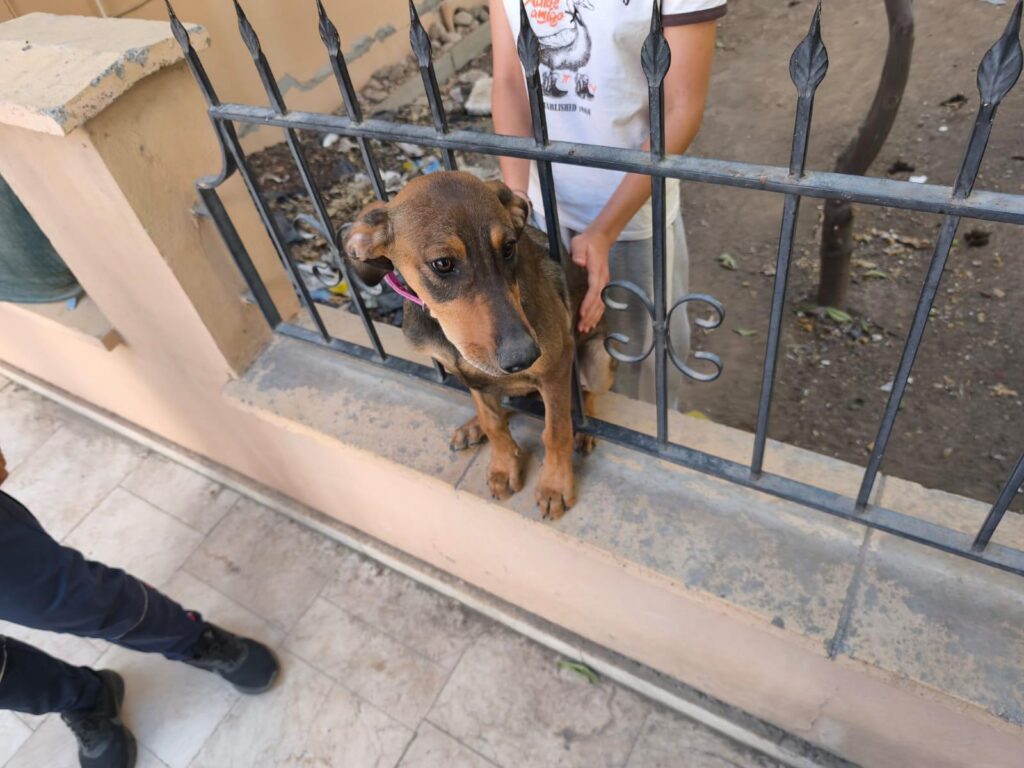 MAHSUR KALAN KEDİLER İLE KÖPEK KURTARILDI