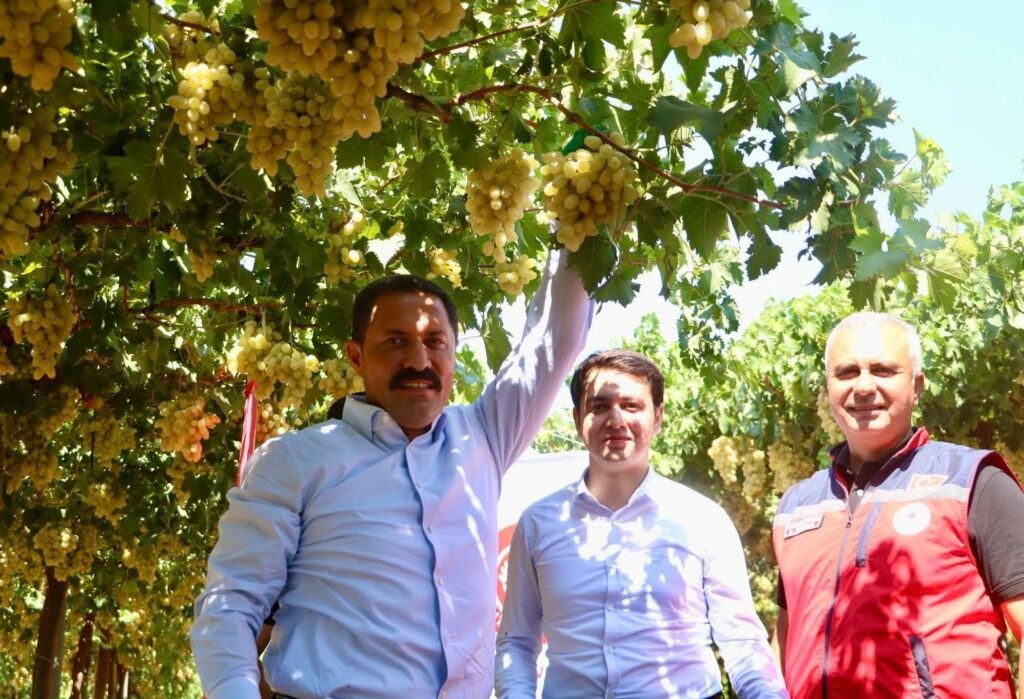 HASSA’DA ÜRETİLEN ÜZÜMÜN HASADINA BAŞLANDI