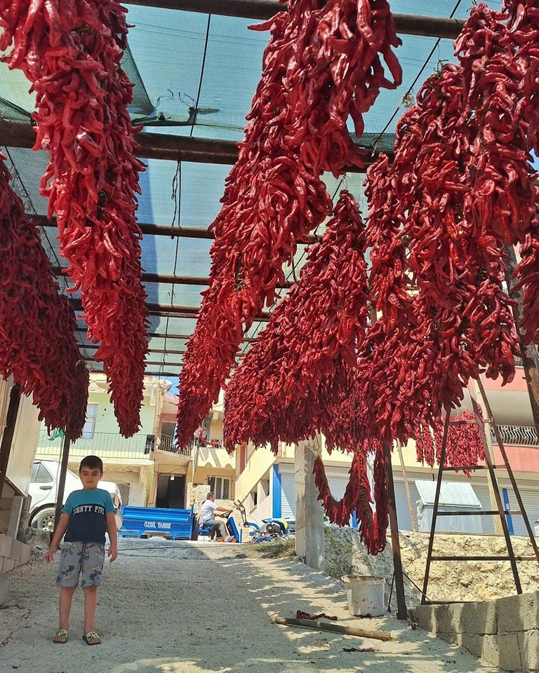 BİBERLER ÇATILARDAKİ YERLERİNİ ALDI!