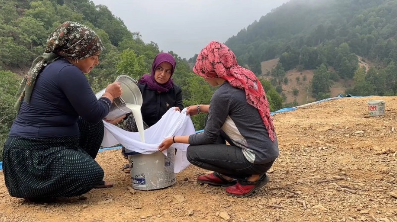 AMANOSLAR’DA ÇAKŞIR PEYNİRİ ZAMANI