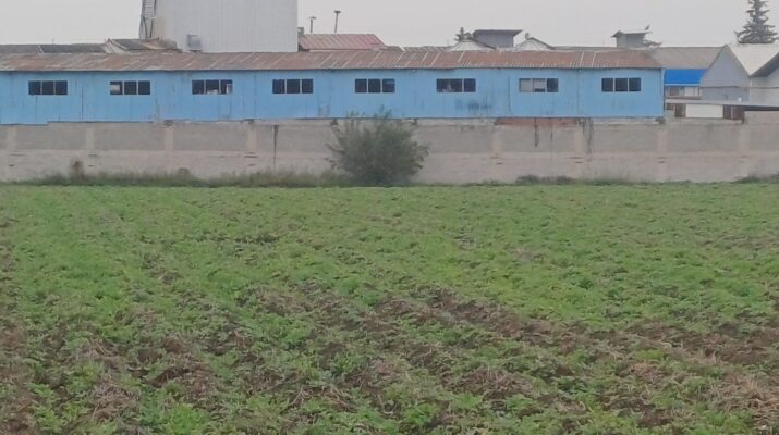 EKİNLER YEŞERDİ TARLALAR YEŞİLE DÖNDÜ!