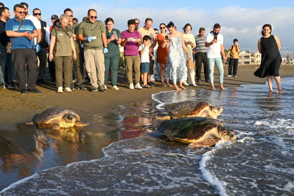 TEDAVİLERİ TAMAMLANAN 4 CARETTA CARETTA DENİZLE BULUŞTU