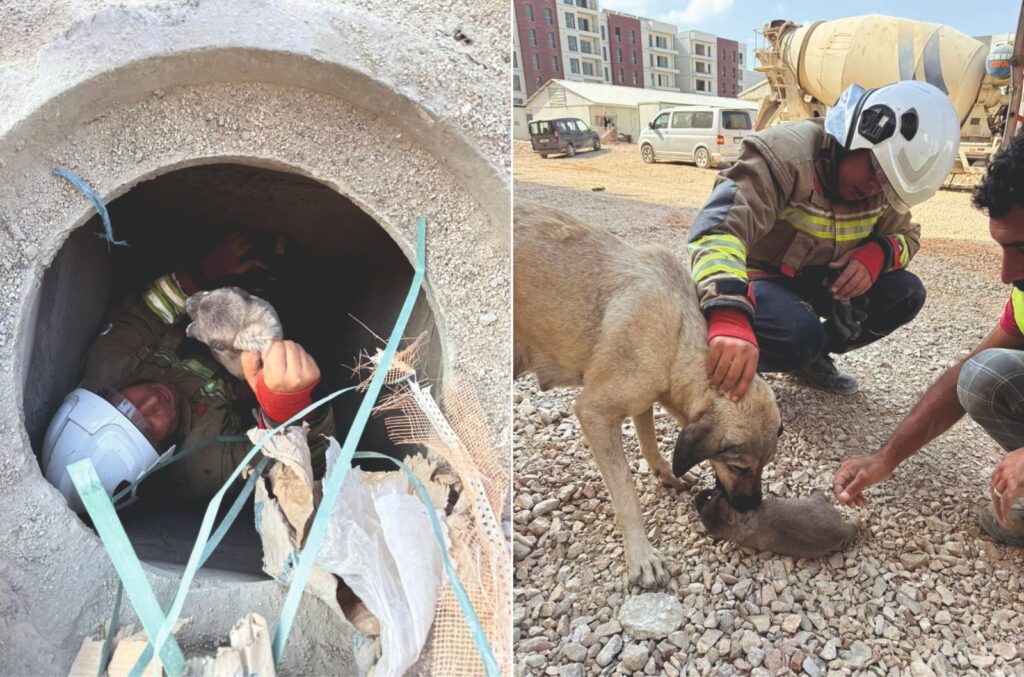 ANTAKYA’DA GİDER BORUSUNA DÜŞEN KÖPEK YAVRUSUNU İTFAİYE EKİBİ ÇIKARDI