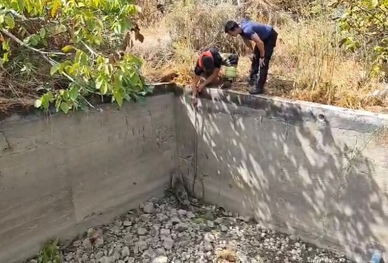 ARSUZ’DA BOŞ SULAMA HAVUZUNA DÜŞEN DOMUZ KURTARILDI
