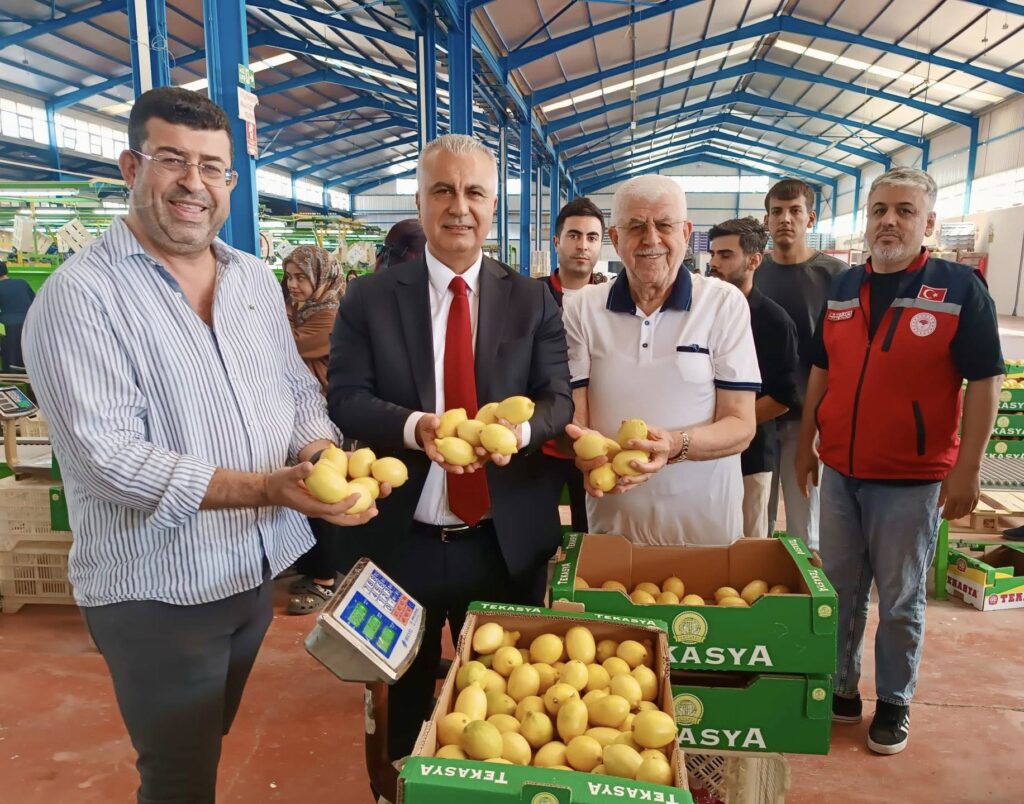 HATAY’DA NARENCİYE SEZONU BAŞLADI