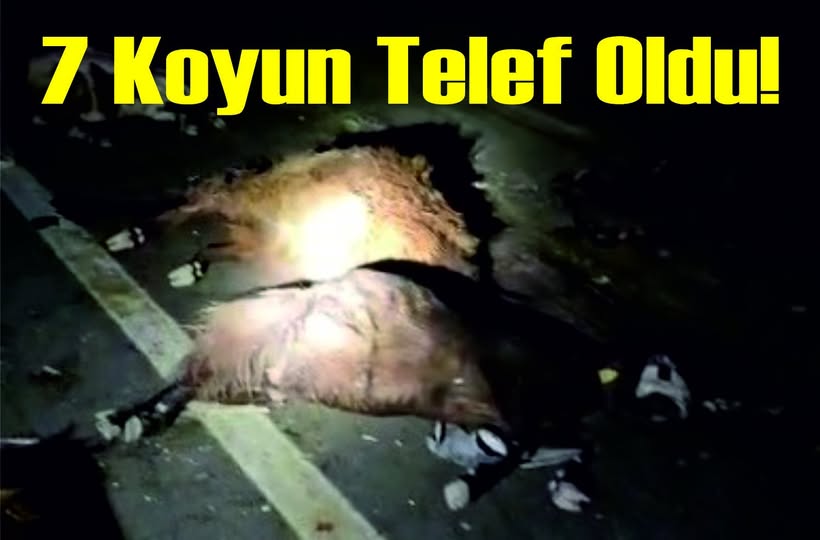7 KOYUN TELEF OLDU!