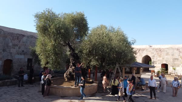 TARİHİ CAMİNİN AVLUSUNDAKİ 1358 YAŞINDAKİ ZEYTİN AĞACINDA HASAT ZAMANI