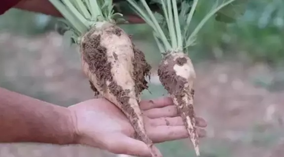 ŞEKER PANCARI ALIM FİYATI 3 BİN 100 TL OLARAK GÜNCELLENDİ