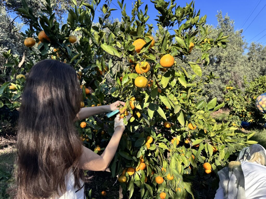 ÜNİVERSİTE ÖĞRENCİLERİ MANDALİNA HASADINA KATILDI