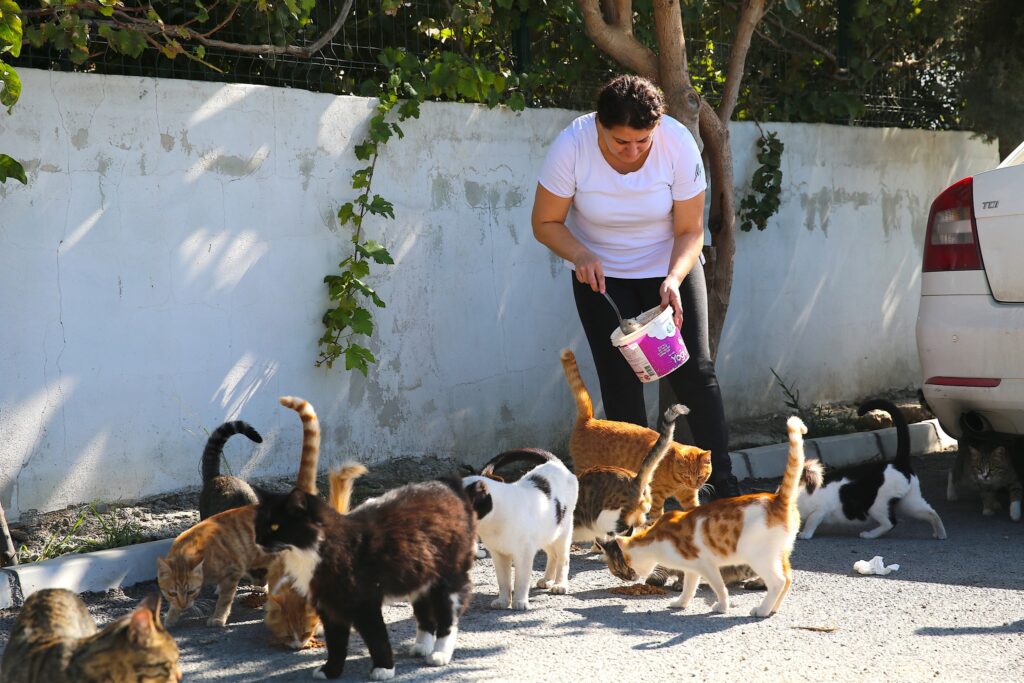 DEPREMZEDE KADIN, SAHİPSİZ KEDİLERE KUCAK AÇTI