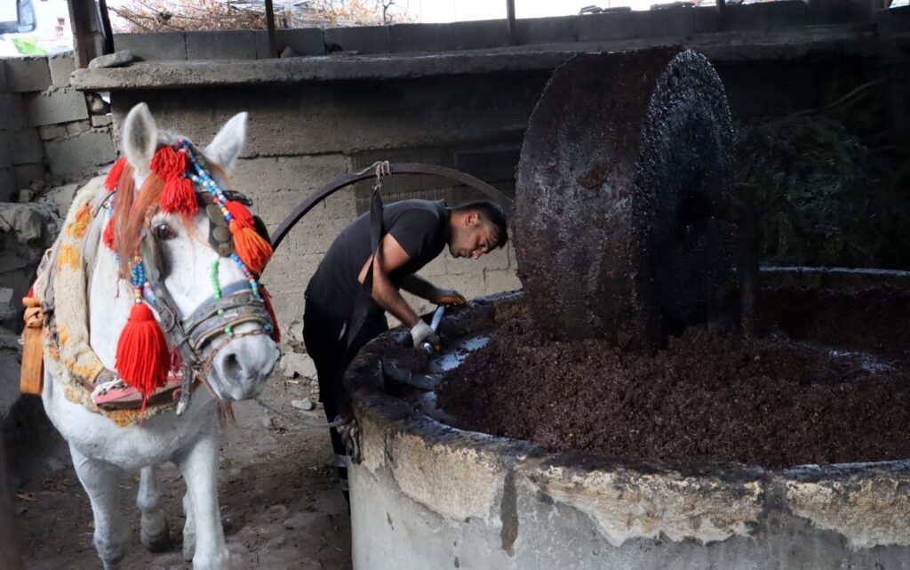 SU ZEYTİ İÇİN ATLAR DÖNMEYE, ZEYTİNLER İŞLENMEYE BAŞLADI..