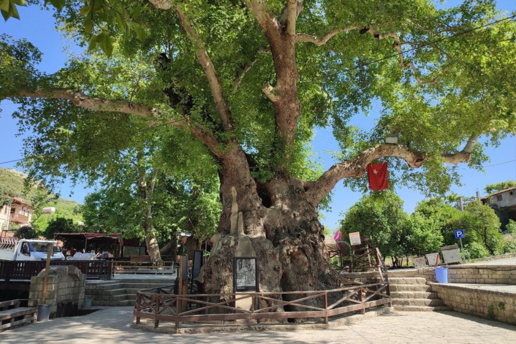 HZ. MUSA’NIN DİKİLİ UNUTTUĞU ASASININ YEŞERMESİYLE DOĞAN “MUSA AĞACI”