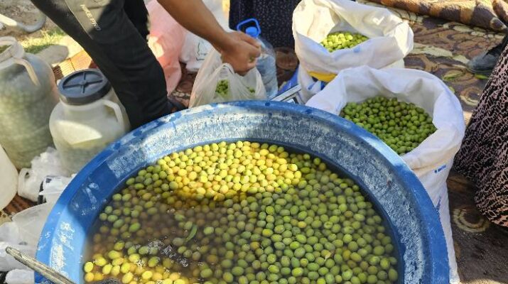 ZEYTİNLER TATLANDIRILMAYA BAŞLANDI!