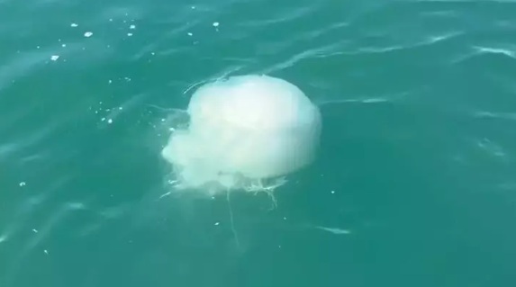 İSKENDERUN KÖRFEZİ’NDE ZEHİRLİ DENİZANASI POPÜLASYONU VE ZEHİRLENME VAKALARI ARTTI